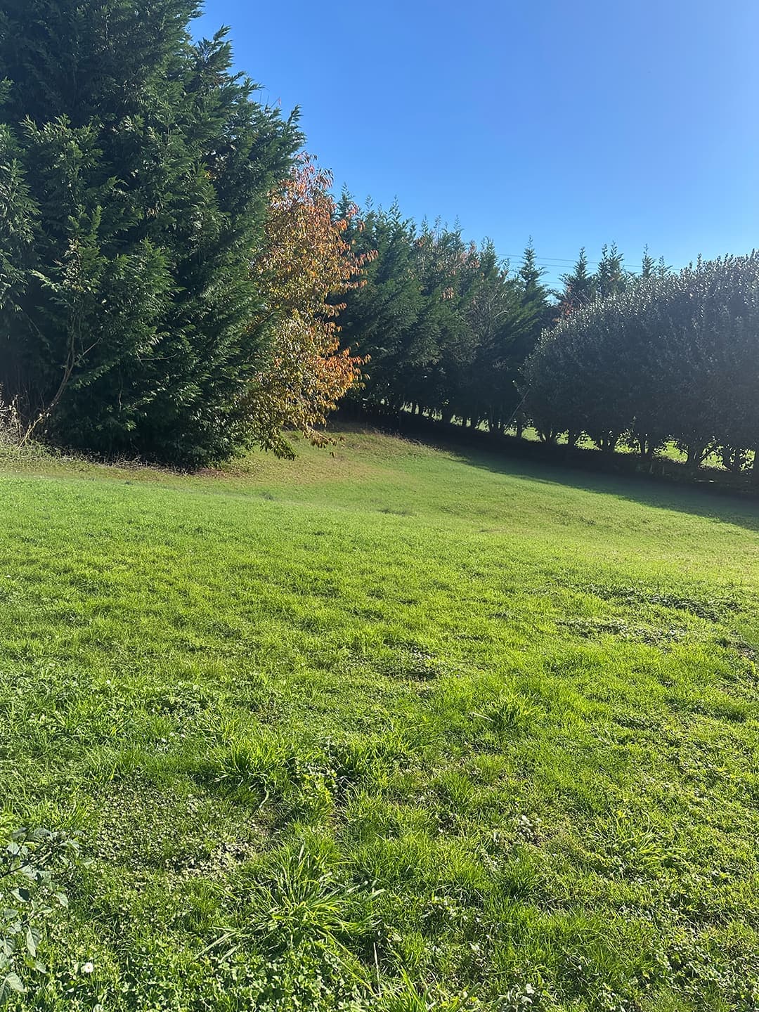 AFTER: reclaimed lawn, conifer shelterbelt